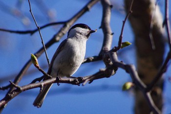 Marsh Tit 福井緑地(札幌市西区) Wed, 4/21/2021