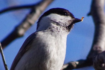 Marsh Tit 福井緑地(札幌市西区) Wed, 4/21/2021