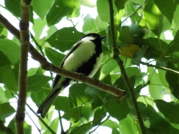 2021年4月21日(水) 21世紀の森と広場(千葉県松戸市)の野鳥観察記録