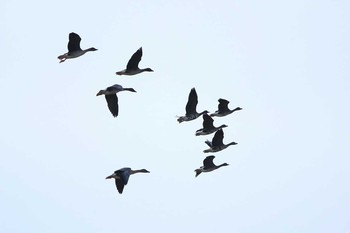 Greater White-fronted Goose 金武町(沖縄県) Thu, 2/2/2017