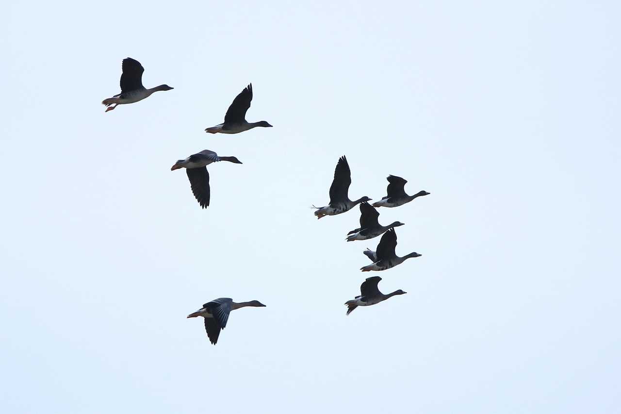 Greater White-fronted Goose