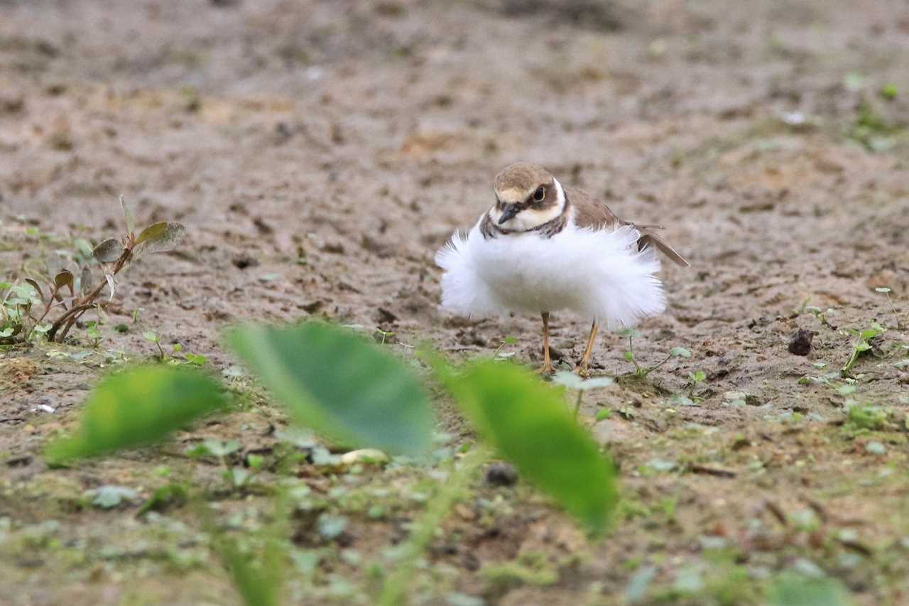 Little Ringed Plover