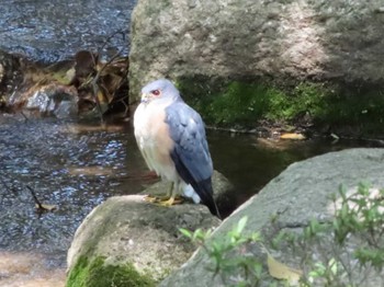 2021年4月21日(水) 千葉県立行田公園の野鳥観察記録