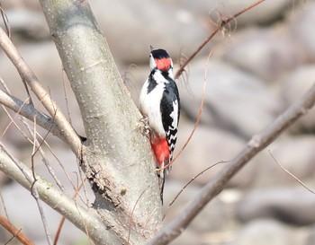 アカゲラ 旭山公園 2021年4月20日(火)