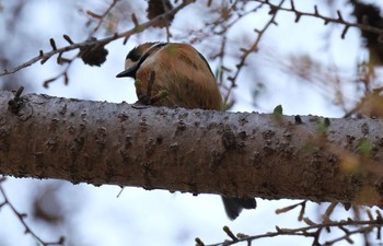 ヤマガラ 旭山公園 2021年4月20日(火)