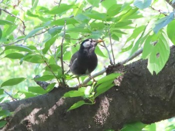 2021年4月21日(水) 海老川の野鳥観察記録