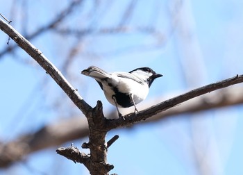 シジュウカラ 市立大学付近 2021年4月21日(水)