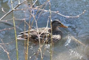 マガモ 真駒内川 2021年4月21日(水)