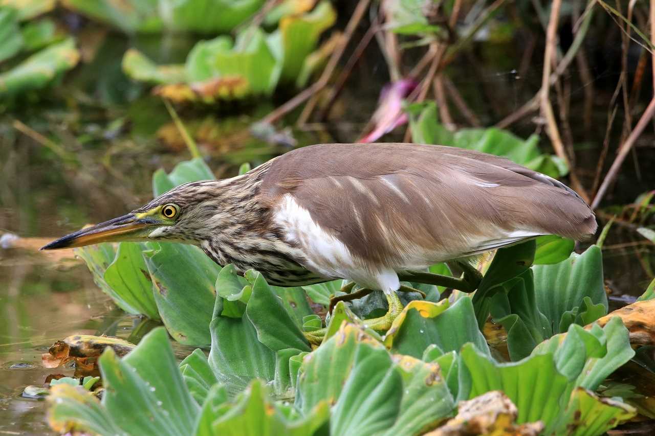 Photo of Chinese Pond Heron at 泡瀬干潟 by とみやん
