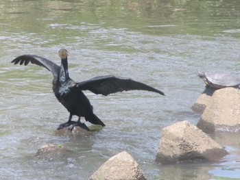 2021年4月18日(日) 海老川の野鳥観察記録