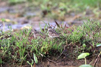 Long-toed Stint 金武町(沖縄県) Thu, 2/2/2017