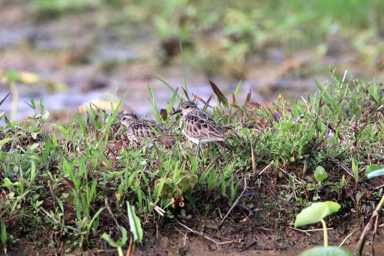 Long-toed Stint