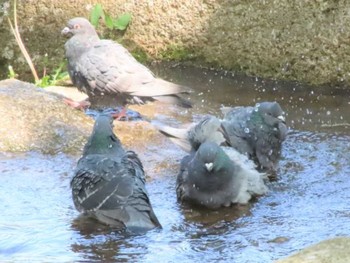 カワラバト 千葉県立行田公園 2021年4月20日(火)