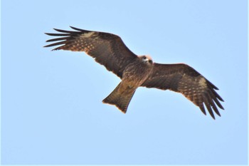 2021年4月12日(月) 大栗川(多摩川合流地点)の野鳥観察記録