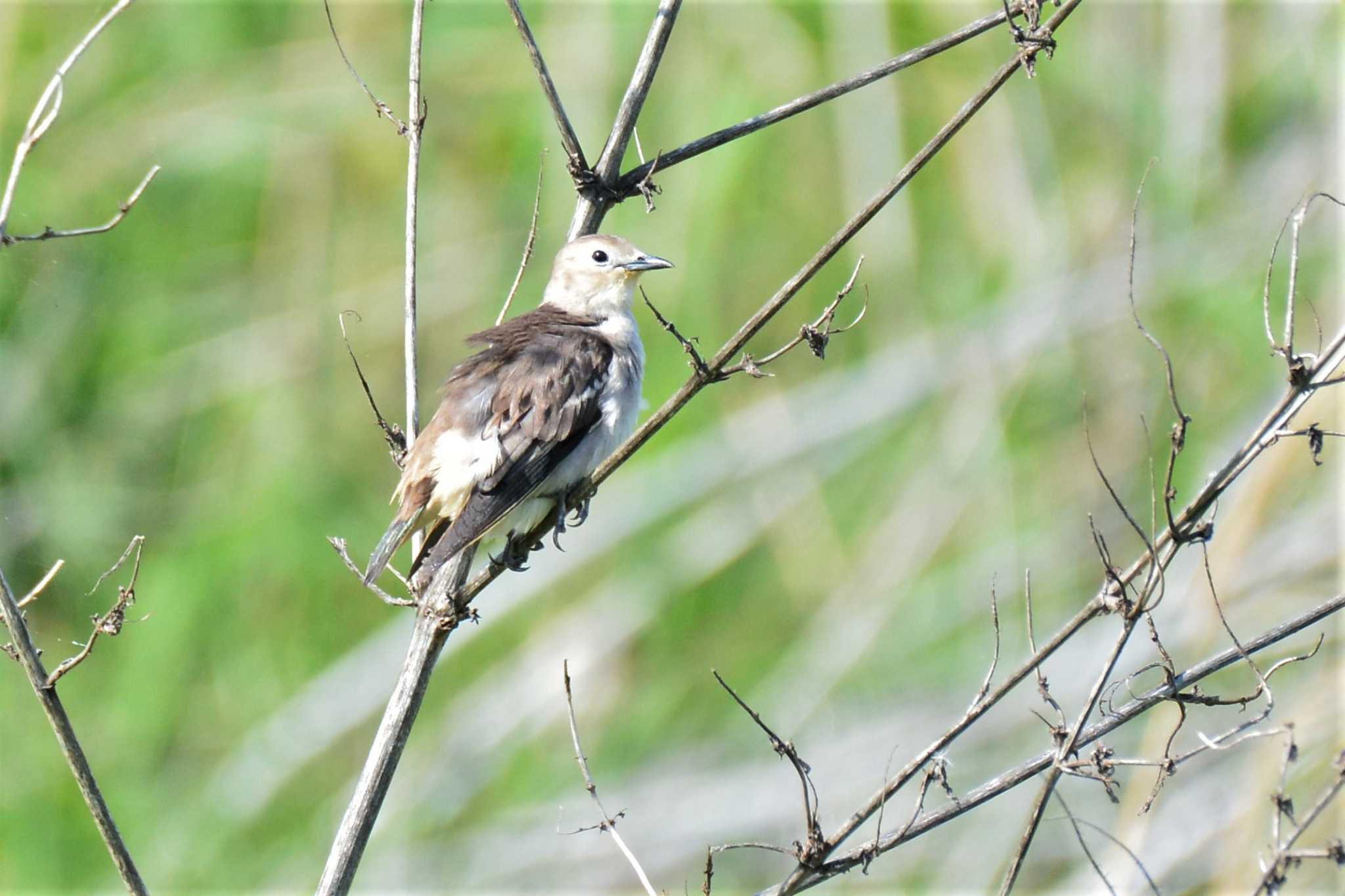 Chestnut-cheeked Starling