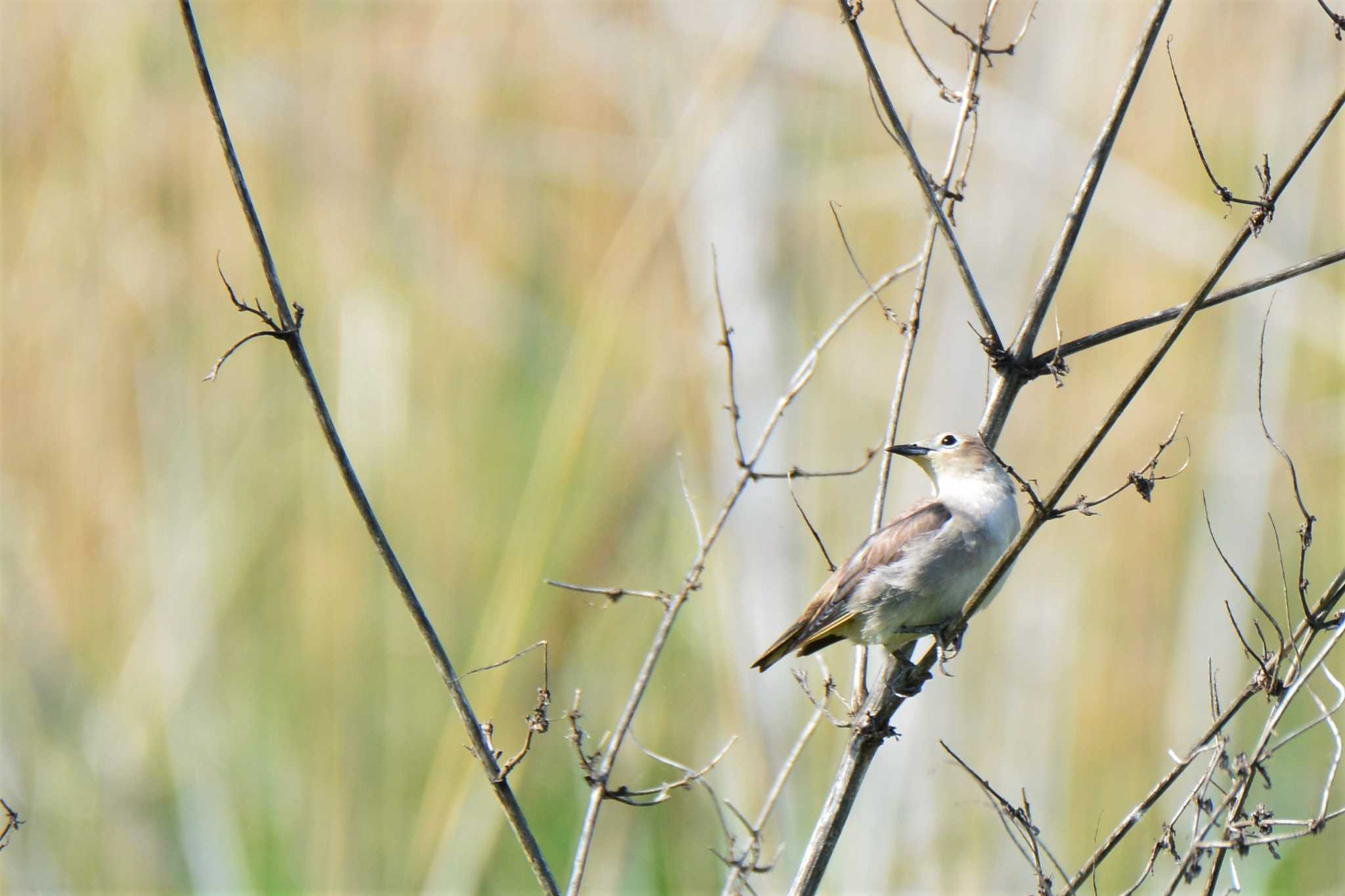 Chestnut-cheeked Starling