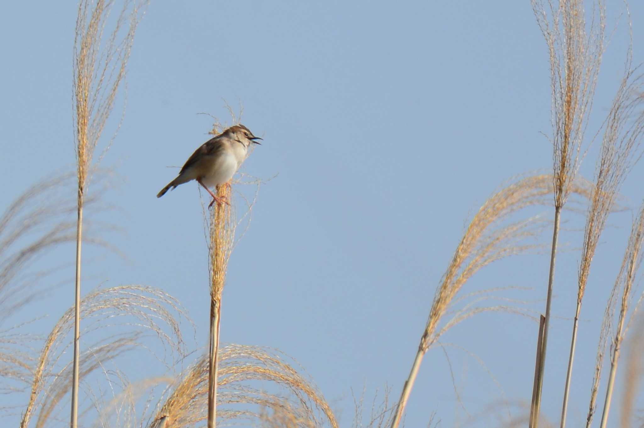 Zitting Cisticola