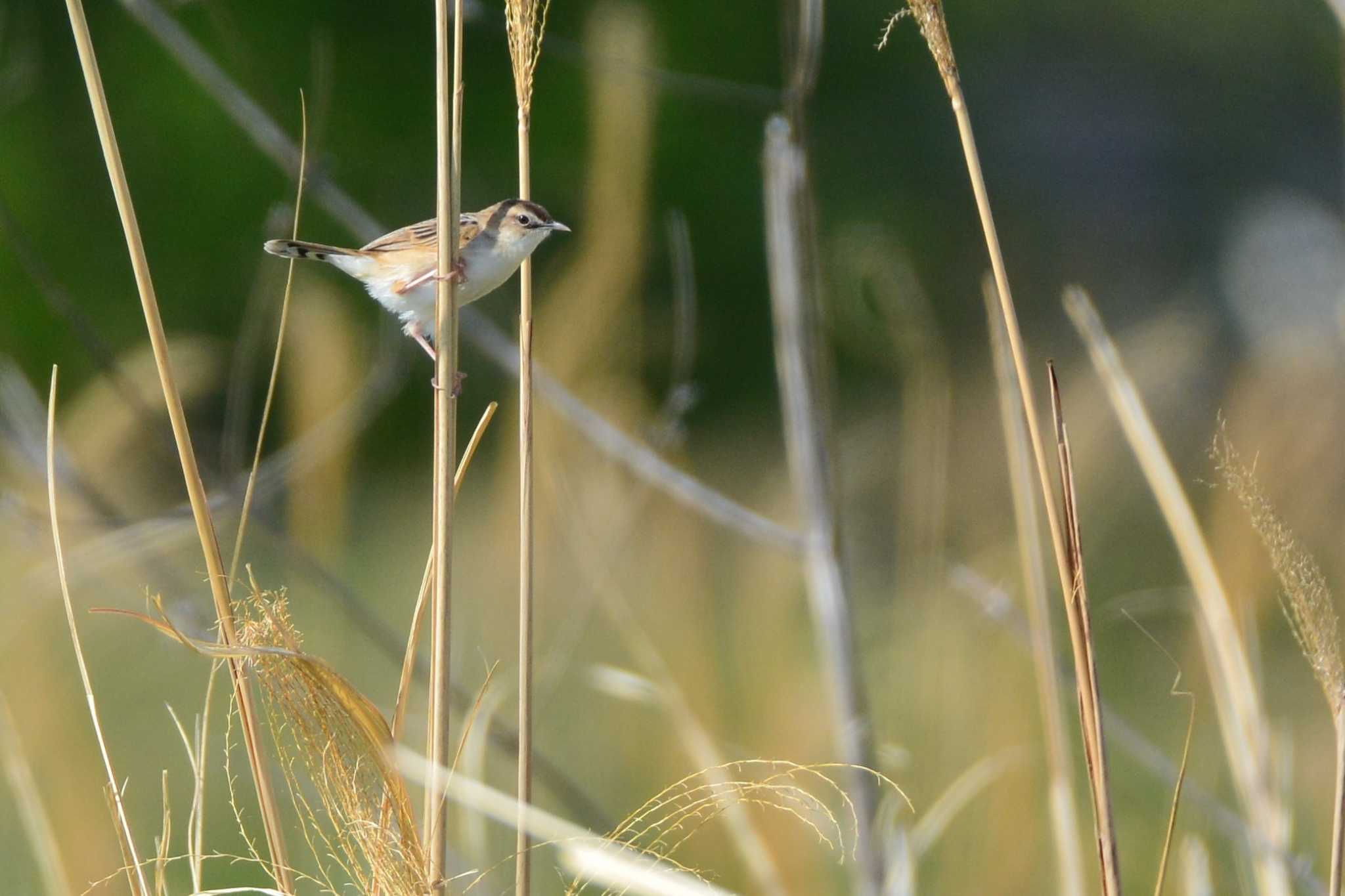 Zitting Cisticola