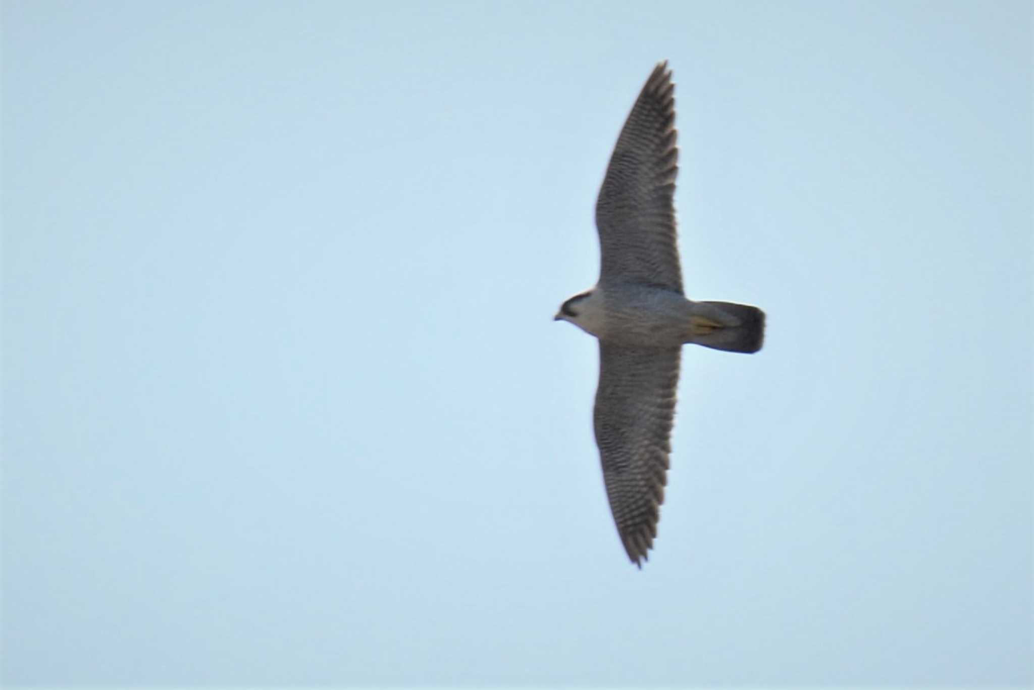 Peregrine Falcon