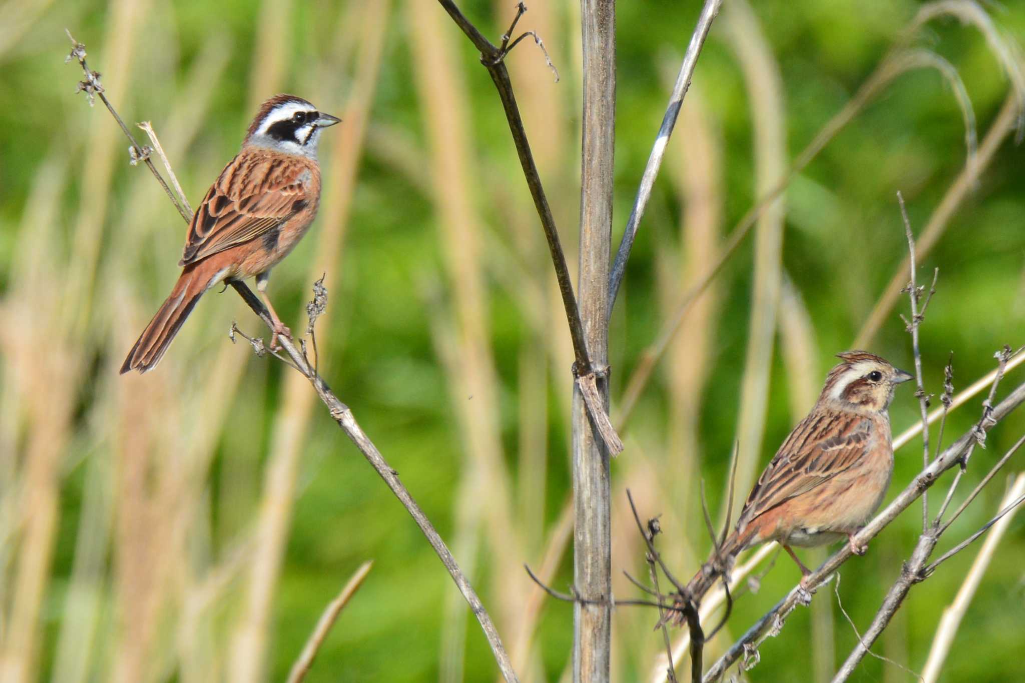 Meadow Bunting