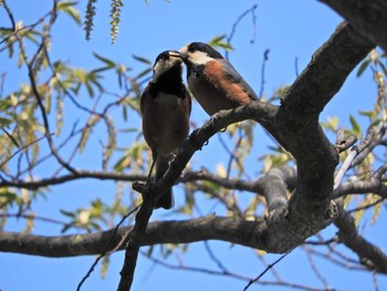 Varied Tit 大岳山 Wed, 4/21/2021