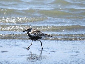 ダイゼン ふなばし三番瀬海浜公園 2021年4月18日(日)