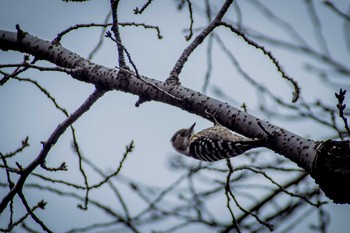 Japanese Pygmy Woodpecker 道明寺天満宮 Thu, 2/23/2017