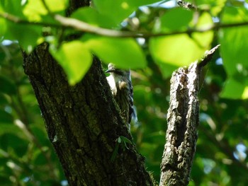 Japanese Pygmy Woodpecker 磯川緑地公園(栃木県) Wed, 4/21/2021