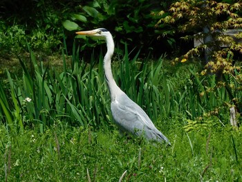 2021年4月21日(水) 磯川緑地公園(栃木県)の野鳥観察記録