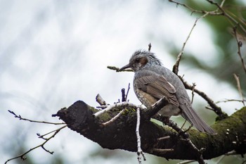 Brown-eared Bulbul 道明寺天満宮 Thu, 2/23/2017