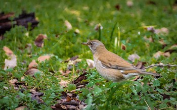 Pale Thrush 道明寺天満宮 Thu, 2/23/2017