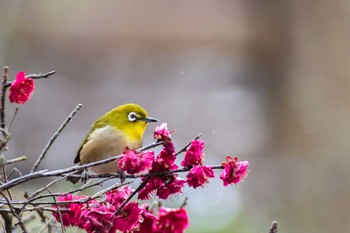 Warbling White-eye 道明寺天満宮 Thu, 2/23/2017