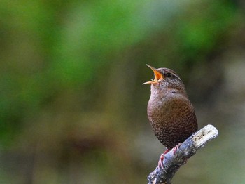 Eurasian Wren 岐阜県 Wed, 4/21/2021