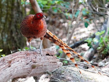 Copper Pheasant 岐阜県 Wed, 4/21/2021