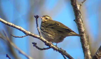 Olive-backed Pipit 井頭公園 Unknown Date