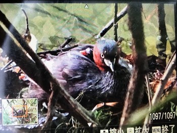 カイツブリ ひき岩群国民休養地 2021年4月21日(水)