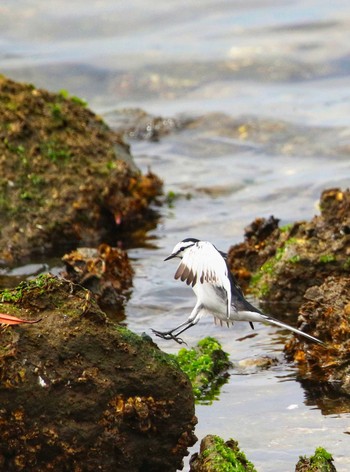 2021年3月29日(月) 千葉みなとの野鳥観察記録