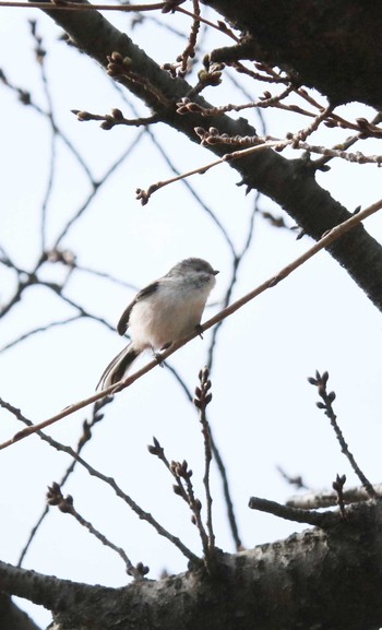 エナガ 千葉公園 2021年3月29日(月)