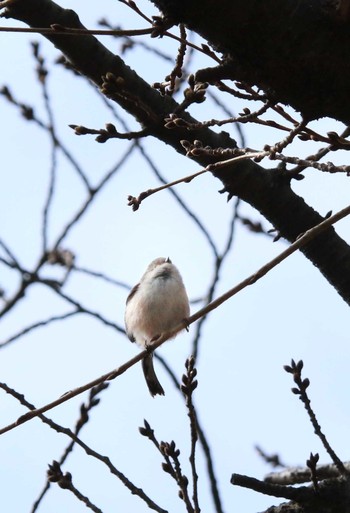 エナガ 千葉公園 2021年3月29日(月)