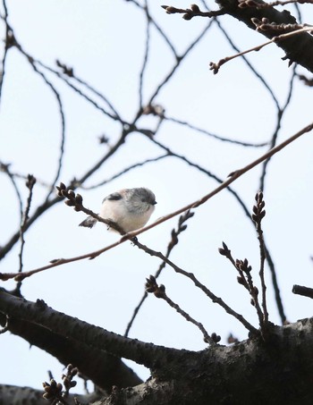 エナガ 千葉公園 2021年3月29日(月)