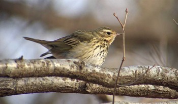 Olive-backed Pipit 井頭公園 Sat, 1/7/2017