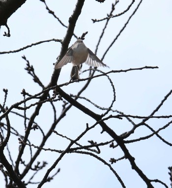 2021年3月29日(月) 千葉公園の野鳥観察記録