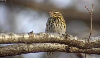 Olive-backed Pipit 井頭公園 Unknown Date