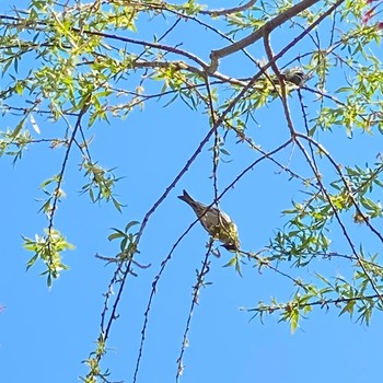 Eurasian Siskin Suwako Lake Wed, 4/21/2021