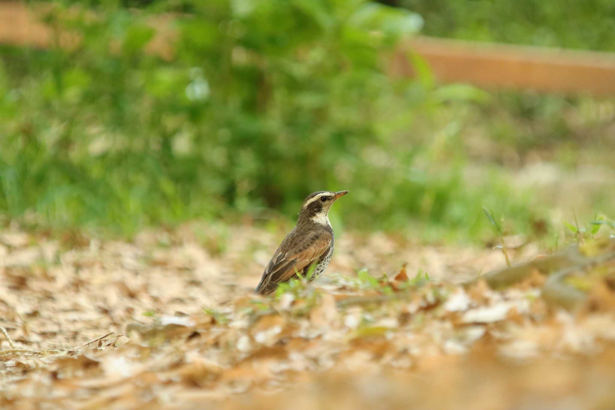 Photo of Dusky Thrush at  by 蕾@sourai0443