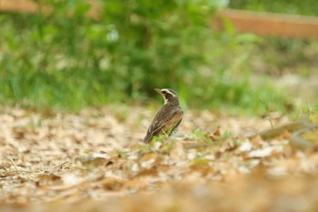 Dusky Thrush Unknown Spots Thu, 4/22/2021