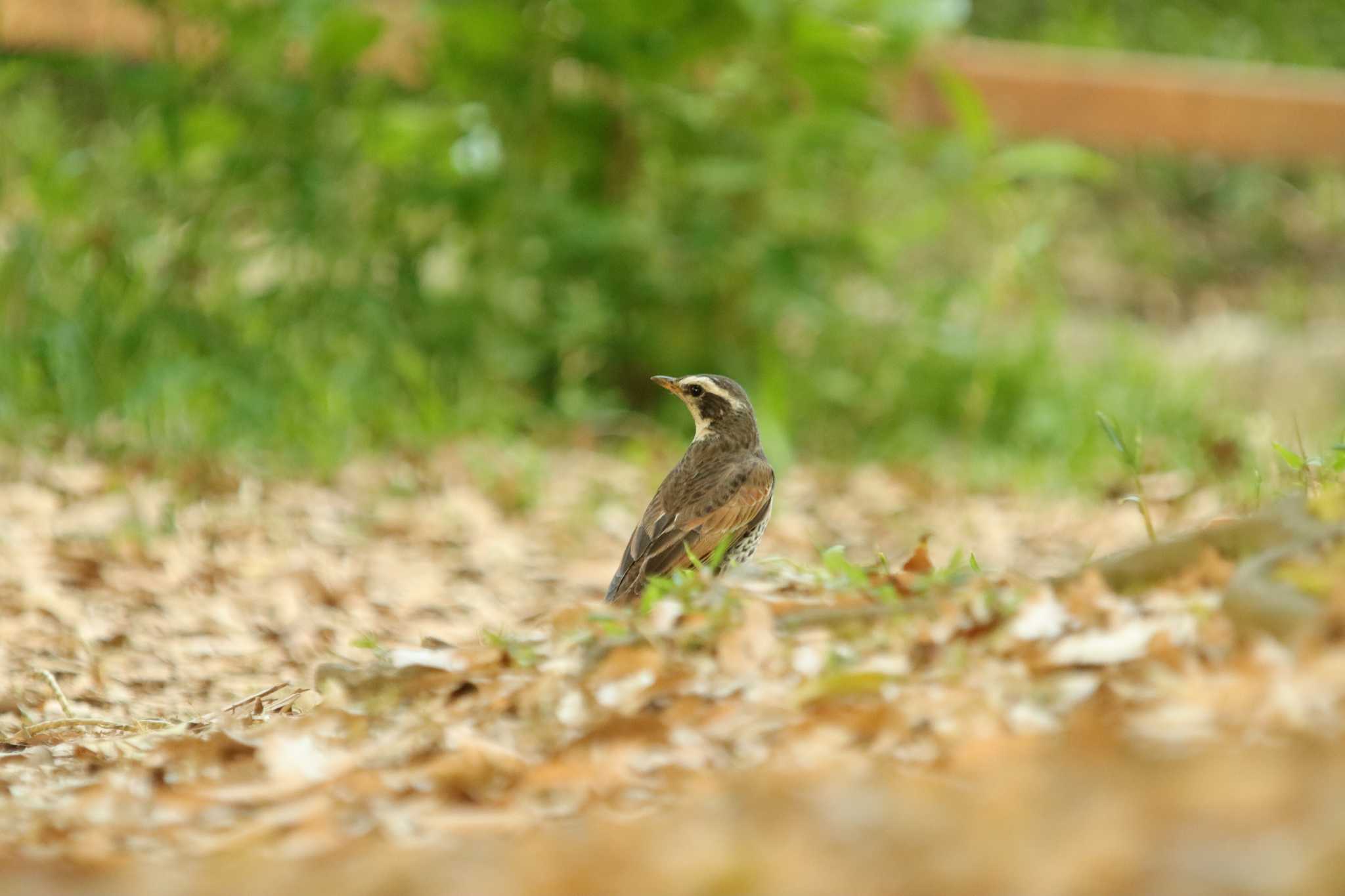 Photo of Dusky Thrush at  by 蕾@sourai0443