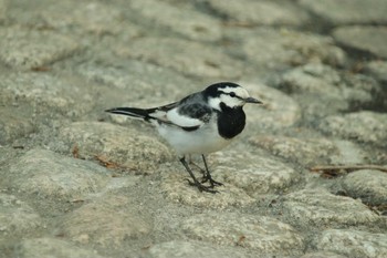 White Wagtail Unknown Spots Thu, 4/22/2021