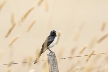 Willie Wagtail Twelve Apostles Motel & Country Retreat Mon, 2/6/2017