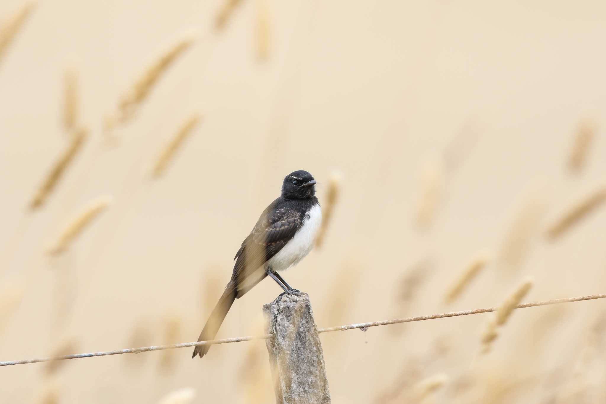 Willie Wagtail